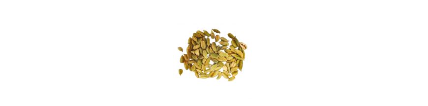 Cardamom